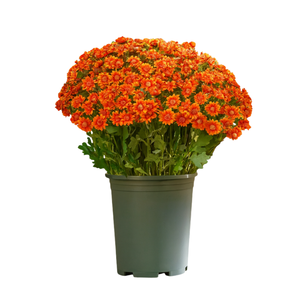 💥Last Day Each Only $2.99- Artificial Outdoor Sunset Mums Flowers - UV resistant, Waterproof, Windproof
