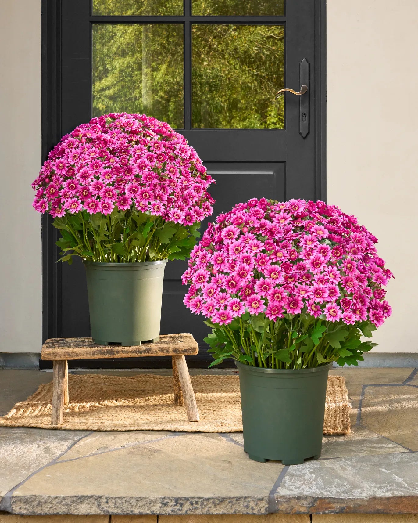 💥Last Day Each Only $2.99- Artificial Outdoor Sunset Mums Flowers - UV resistant, Waterproof, Windproof