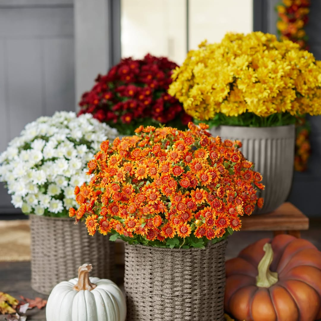 💥Last Day Each Only $2.99- Artificial Outdoor Sunset Mums Flowers - UV resistant, Waterproof, Windproof